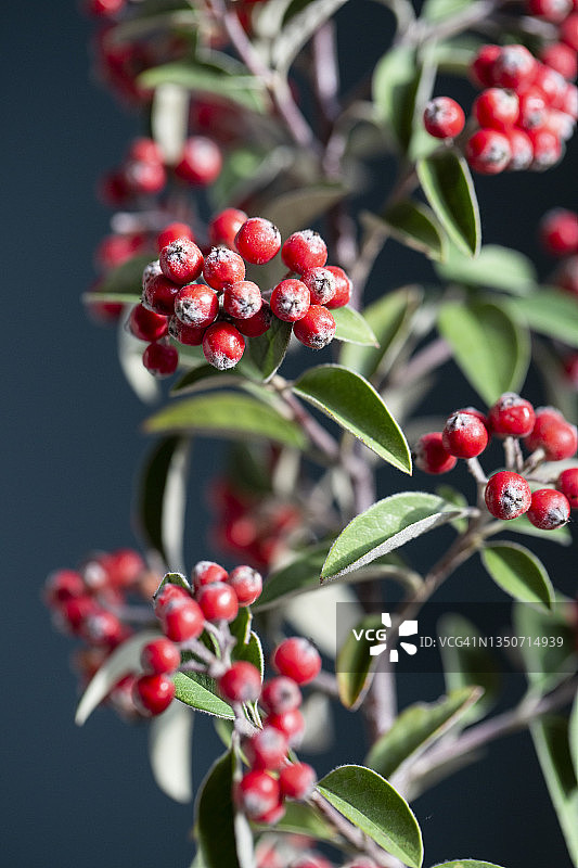 红色枇杷树枝图片素材