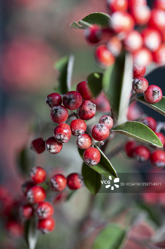 红色枇杷树枝图片素材