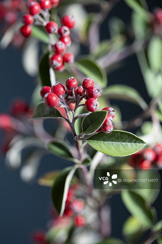 红色枇杷树枝图片素材