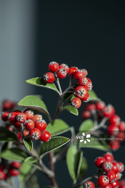 红色枇杷树枝图片素材