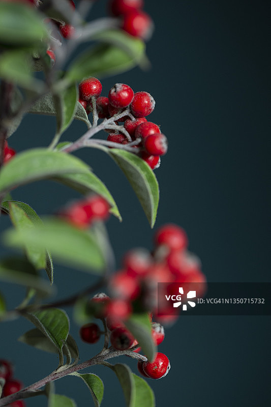 红色枇杷树枝图片素材