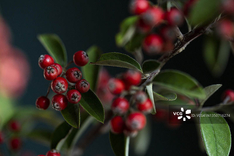 红色枇杷树枝图片素材