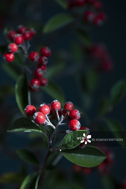 红色枇杷树枝图片素材