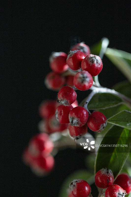红色枇杷树枝图片素材