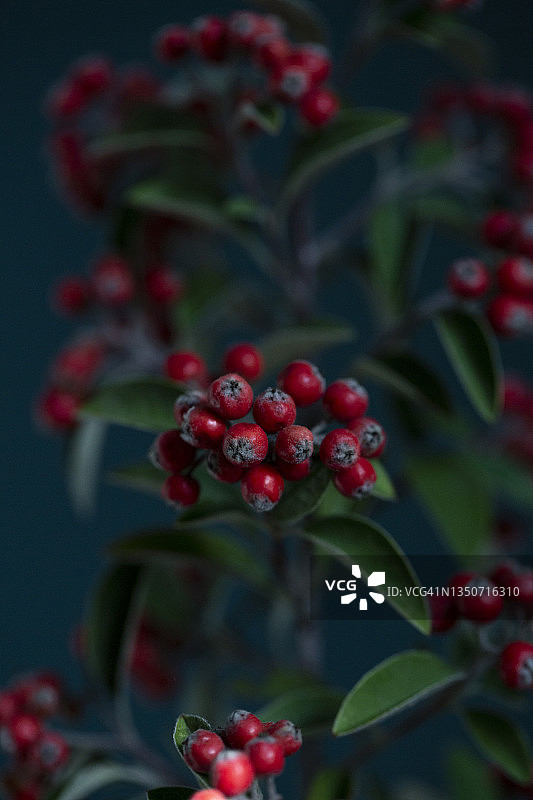 红色枇杷树枝图片素材