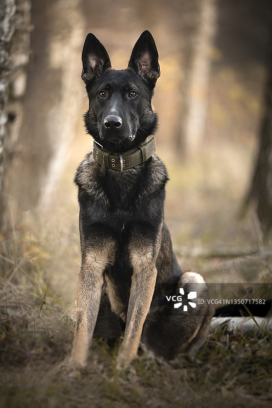 比利时牧羊犬肖像图片素材