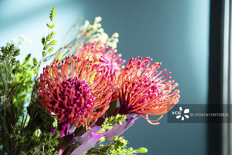 粉色蓝盆花图片素材