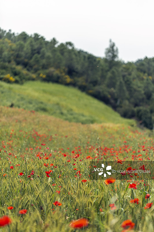 摩洛哥中阿特拉斯山脉图片素材