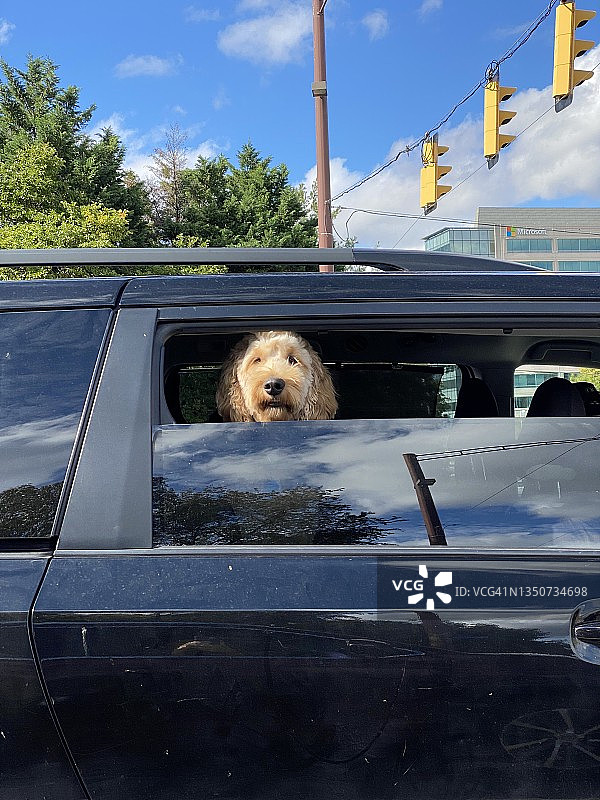 乘客小狗图片素材