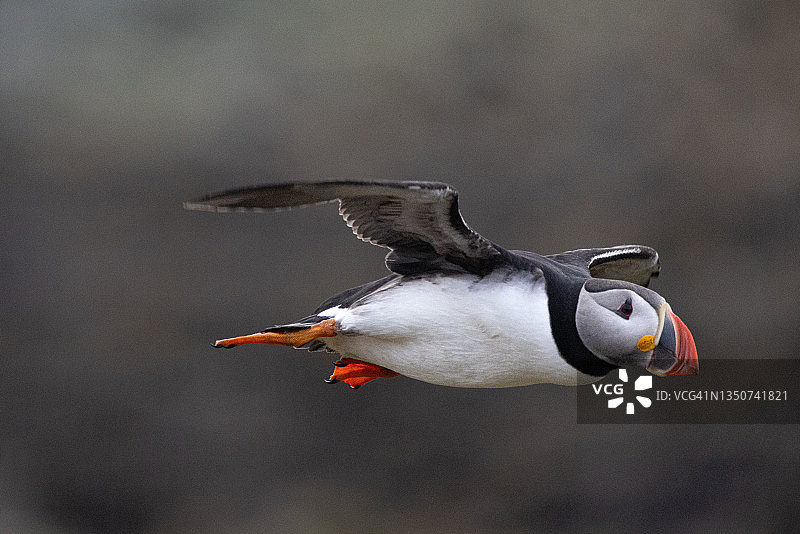 飞行中的大西洋海鹦图片素材