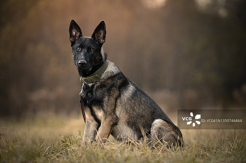 比利时牧羊犬肖像图片素材