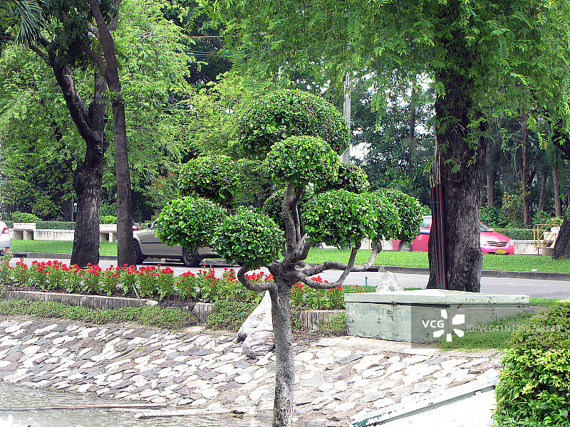 泰国植物造型图片素材