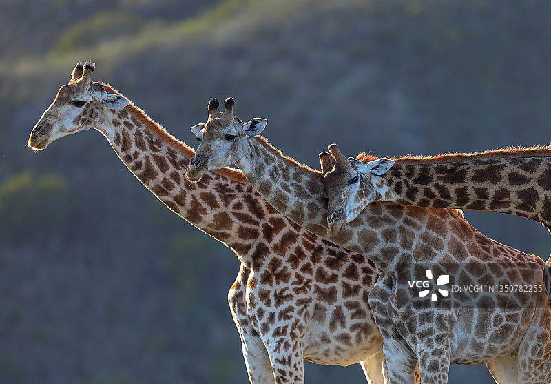 三只紧挨着的长颈鹿图片素材