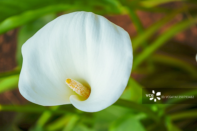 埃塞俄比亚海芋的奇异花萼图片素材