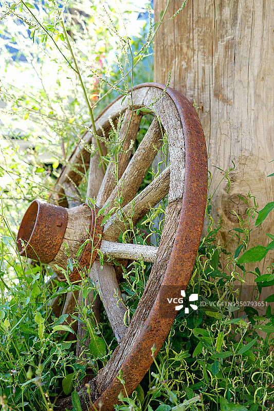 倚靠在树上的车轮图片素材