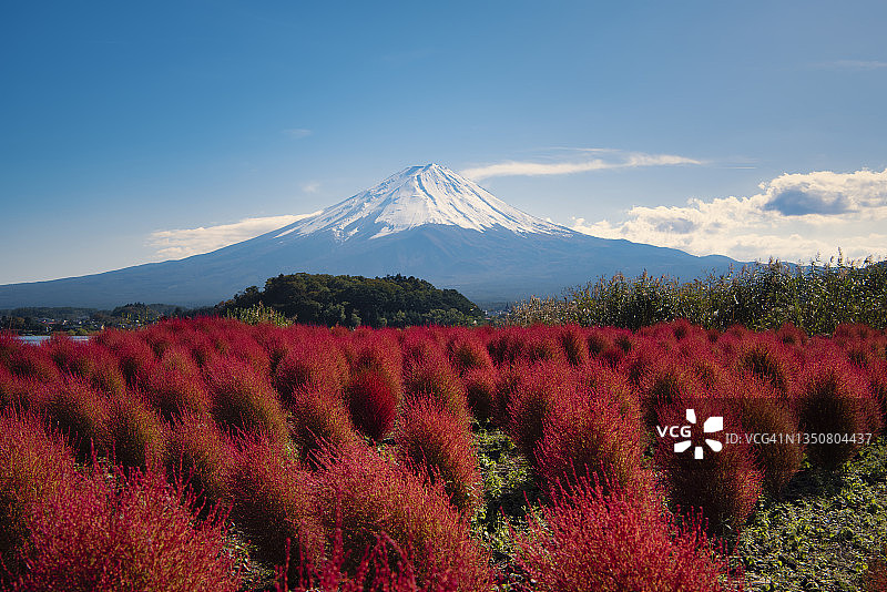 秋季红叶草与富士山图片素材