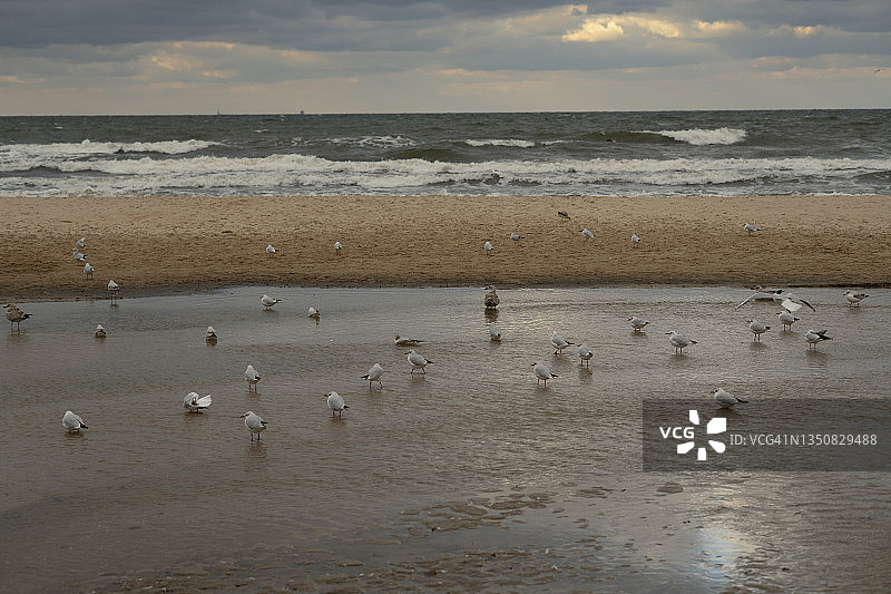 站在波兰索波特海岸上的海鸥群图片素材