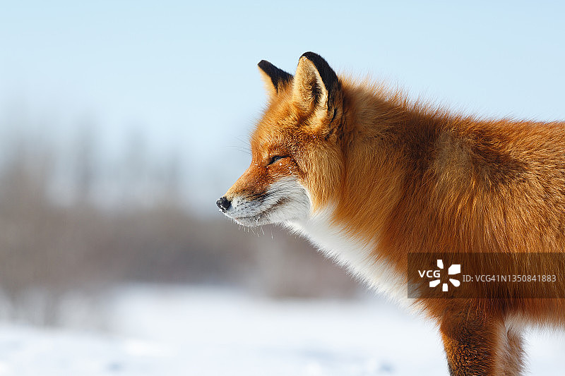 红狐（Vulpes vulpes）。狐狸的肖像，看向远方。北极苔原自然栖息地中的野生动物图片素材