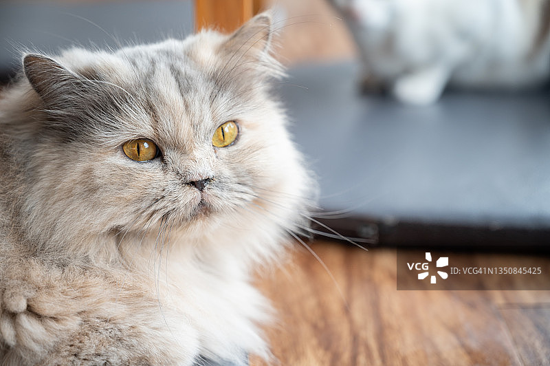 英国半长毛猫 портрет图片素材