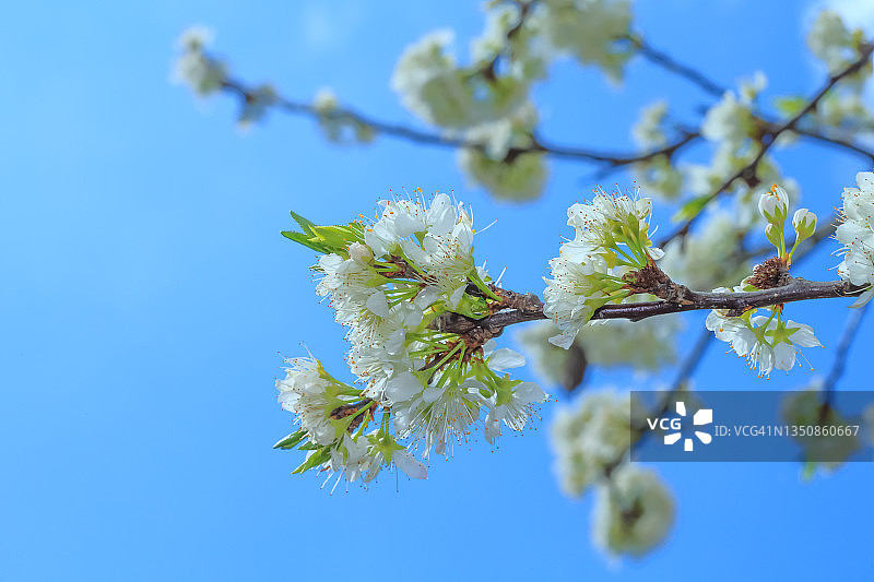 东方李子图片素材