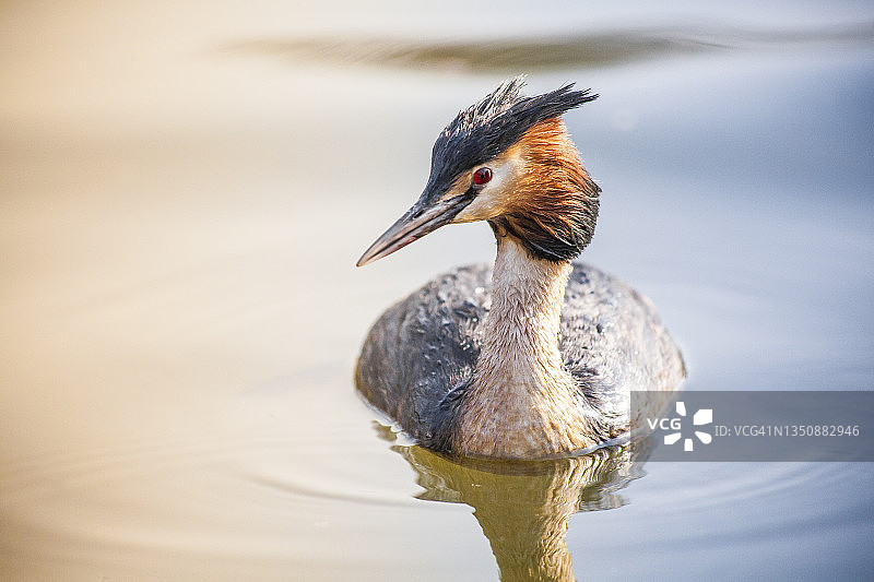 凤头䴙䴘在池塘里，伦敦，英国图片素材