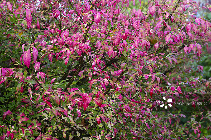 秋色的卫矛图片素材