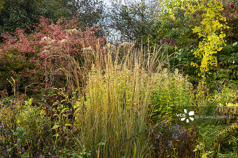 秋季花园里的高草图片素材