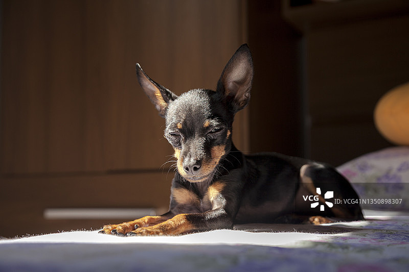 迷你杜宾犬躺在床上图片素材