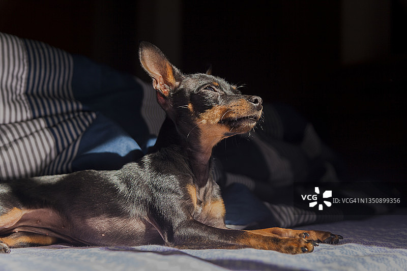 迷你杜宾犬躺在床上图片素材