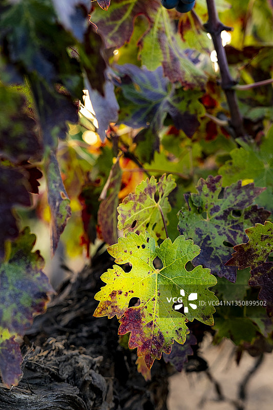 酒庄，葡萄酒产区，田野，山丘，葡萄园，乡村农业风光图片素材