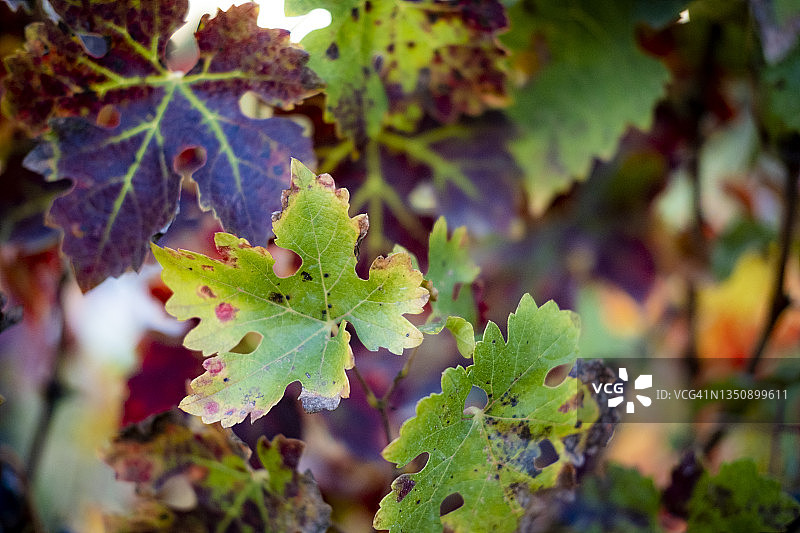 酒庄，葡萄酒产区，田野，山丘，葡萄园，乡村农业风光图片素材