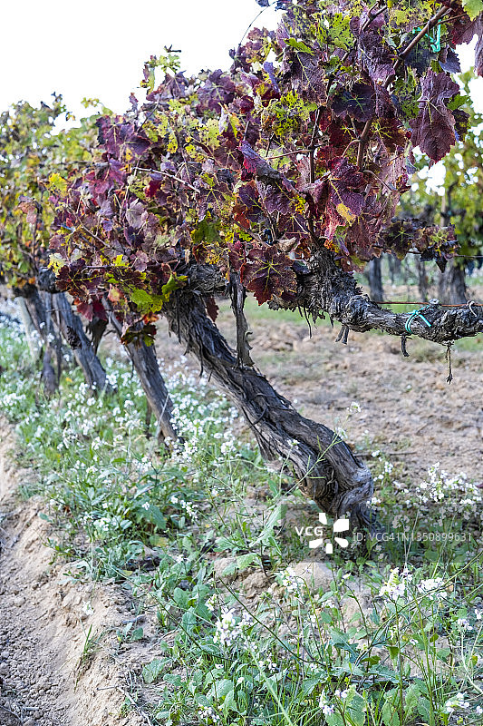 酒庄，葡萄酒产区，田野，山丘，葡萄园，乡村农业风光图片素材
