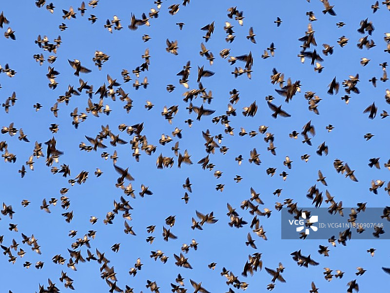 燕八哥图片素材