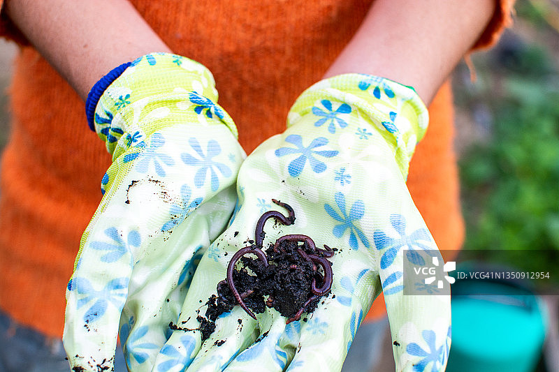 戴着园艺手套的手与蠕虫和土壤堆肥图片素材