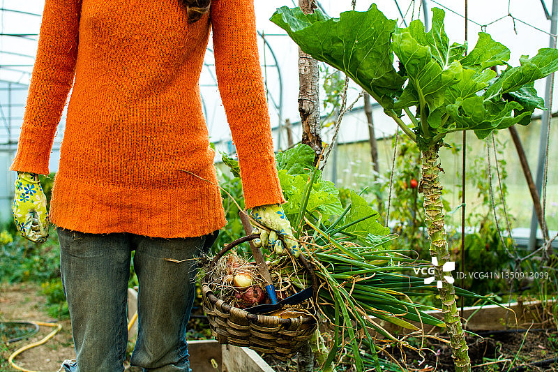 女性在有机菜园采摘洋葱及蔬菜图片素材