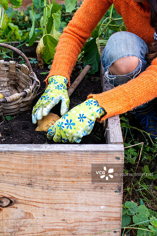 一个女人的身体在她自给自足的家庭花园的露台上收获土豆的特写图片素材