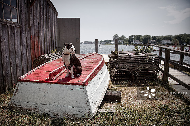 海军小狗指挥公海图片素材