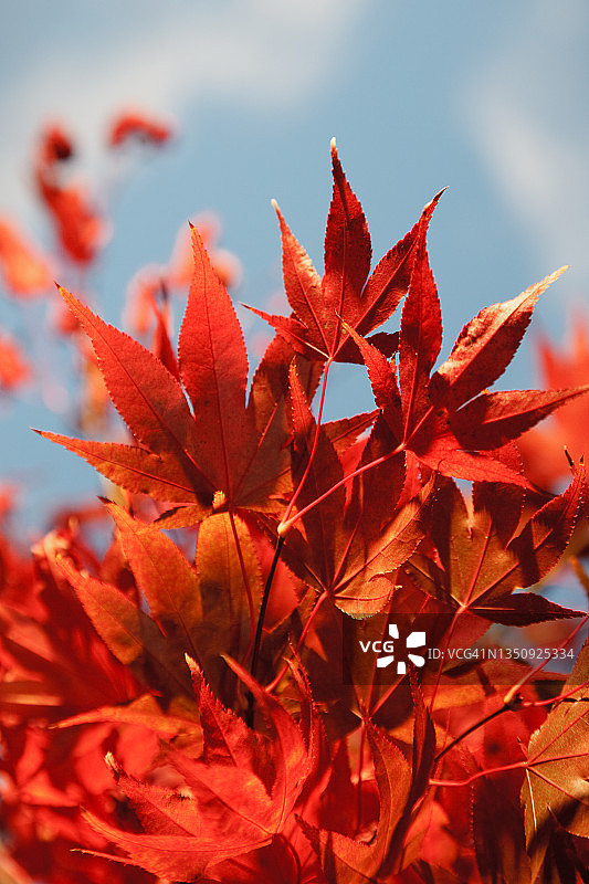 红叶准备过冬图片素材