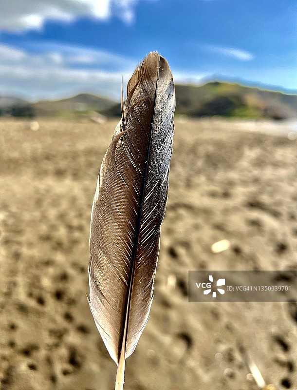 海滩上的鸟类羽毛图片素材