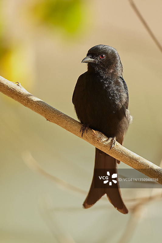 叉尾卷尾图片素材