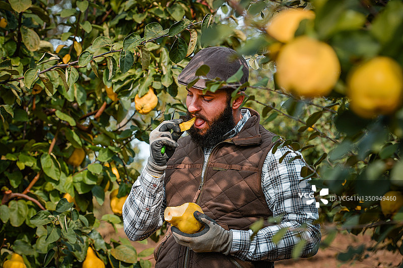 年轻男子在户外吃成熟的黄色榅桲图片素材