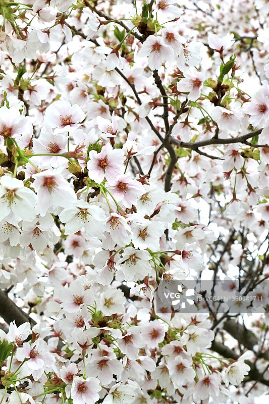 盛开的白色樱花图片素材