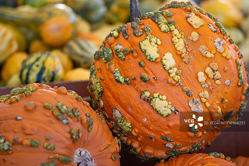 难看的南瓜图片素材