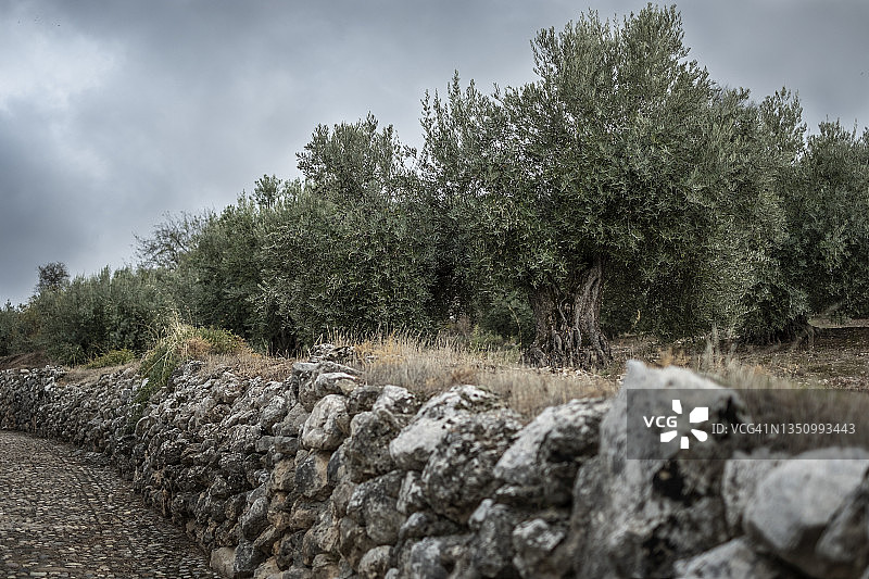 秋日乡村道路旁的橄榄树图片素材