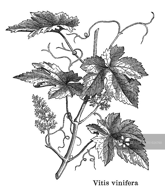 普通葡萄藤老式雕刻植物插图图片素材