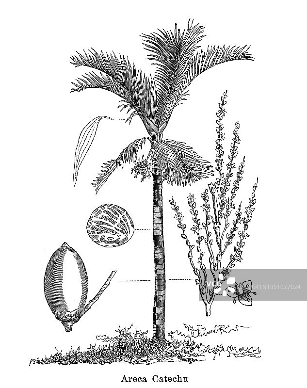 古老雕版槟榔树插图图片素材