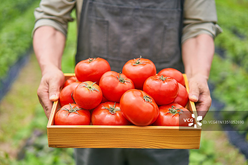 番茄和蔬菜图片素材