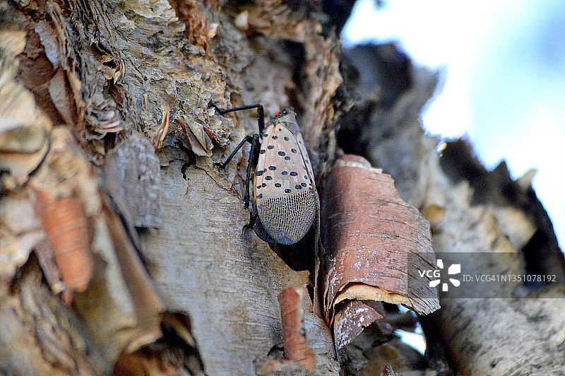 树干上的斑点灯笼图片素材