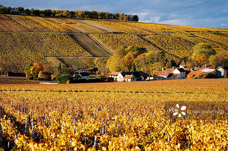 法国勃艮第弗朗什-孔泰夏布利黄色葡萄园图片素材