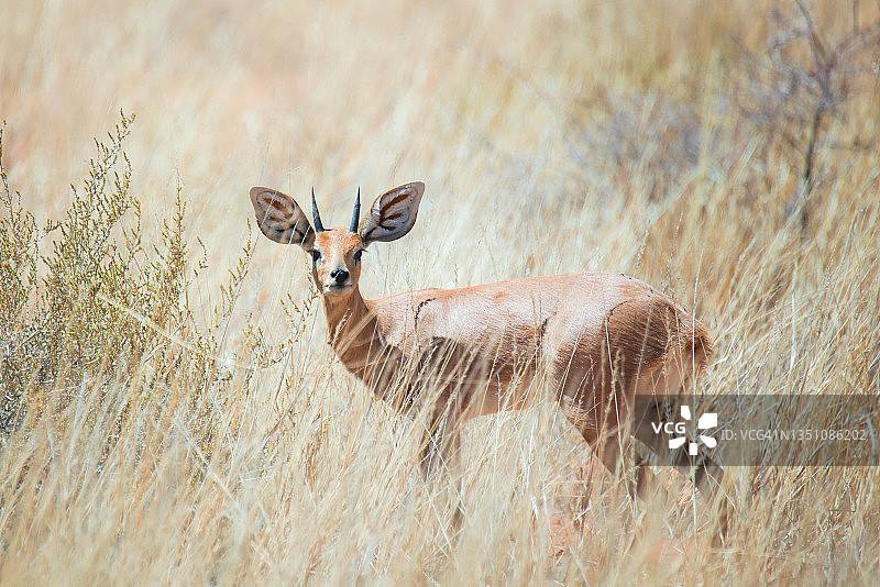 小羚羊图片素材